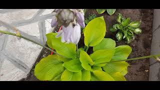 #хоста #гигант / Жёлтая хоста гигант Сам энд Сабстенс ( лат. hosta Sum and Substance) . Цветы