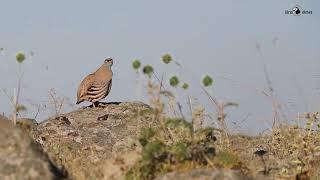 Kum kekliği » See-see Partridge » Ammoperdix griseogularis