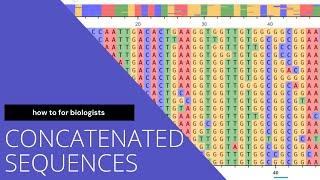 Concatenate sequences in MEGA X