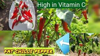 SHEDWARS21: HARVESTING Chilli Do's & Don'ts Harvest Mild Jalapeno Peppers at home