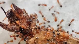 Red Ants - Scavengers.