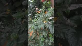 1 June  magical plant for skin and hairs  https://youtube.com/shorts/Rt_bLE33daU?si=fl0zZMTB3l-yVpeX