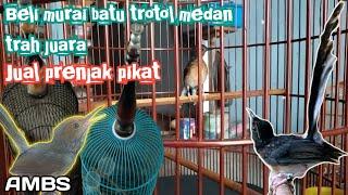 Prenjak pikat barter murai batu trotol medan ring++||Review bahan paud.