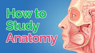 How to Study Anatomy in Med School  5 Fool-Proof Steps