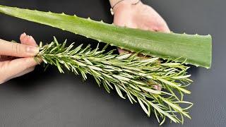 Aloe Vera and Rosemary remove all toxins from the body! Destruction of toxins and fungi