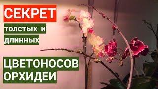 простой СЕКРЕТ толстых и длинных ЦВЕТОНОСОВ ОРХИДЕЙ