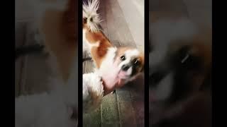 cute dog playing with Chinese girl