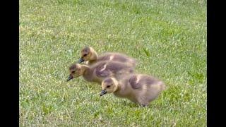 Three Goslings