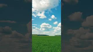 Mesmerizing Time Lapse: Captivating Sky and Lush Green Grass in Perfect Harmony | 4K