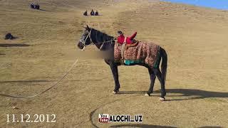 Ko'pkari  Яккабог шов Асси баковулди купкариси horse makeover  equsterian | horseshow alochi.uz