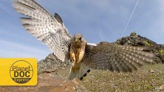 Kestrel Hunting | Planet Doc Express