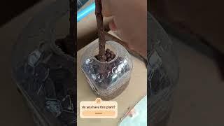 grow begonia from cuttings