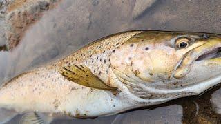 北海道十勝糠平湖 ブラウントラウト 47cm