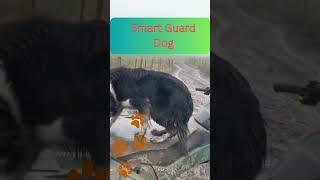 Marvellous Animal Compilation