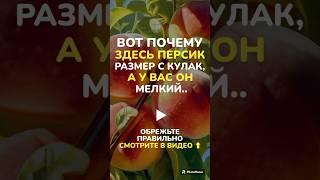 #обрезкадеревьев #обрезкасада #сад #садоводство #обрезкаплодовых #обрезкаперсика #обрезкаяблони