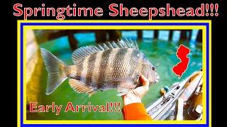 Spring Sheepshead Kayak Fishing in New Jersey - Are They Here Yet???