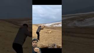 #dog #parkour #fail #sports #wolf #wolfpack #wildwolf #kruger #animals #tiger #kbjroast #shorts