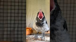 We have progress with our baby crow Eric #crow #birds #short