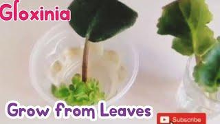 How To Grow Gloxinia From Leaf l Propagating Gloxinia From Leaf Cutting