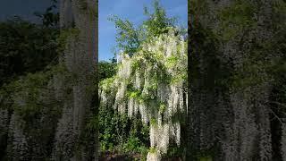 Summer Wysteria flower Bonanza in our garden this year #shorts #garden #summer #flowers #short