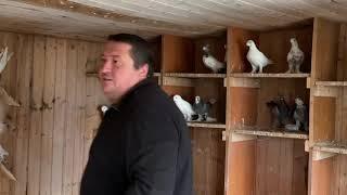 Голуби Tauben Pigeons Таджикские Андрея