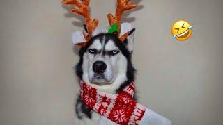 FUNNIEST Huskies | Normal dogs vs Huskies | 10 Minutes Best Videos | Part 26