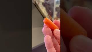 MANTIS SHRIMP vs PISTOL SHRIMP (FAIL)