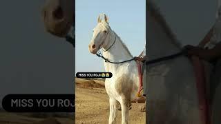 roji horse jasdan #horse #horselover #missyou #jasdan #kathiyawadi #kathi #video