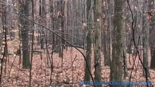 Ohio Bigfoot Hunter @ Thanksgiving Day Recon