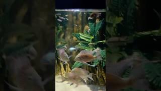 How I feed my 2,000 gallon fish tank!!