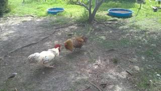 Cockfight on the farm.