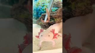 Feeding Axolotl Pinky grew new mustache   ️ #axolotl #feeding