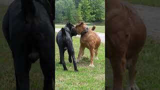HUGE Boerboel Female Examined By Male Cane Corso  #boerboel #dogbreed #canecorso #mastiff
