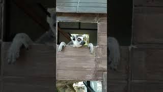 Lemur surprised by the number of tourists