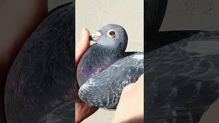 Marathon Pigeons!