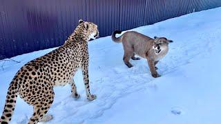 Messi and Gerda walk together in their new area! The narrow walking path that ruined everything