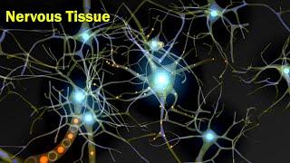 Nervous Tissue | Structural Organization in Animals | Anatomy | Inter 2nd year Class 11 Biology