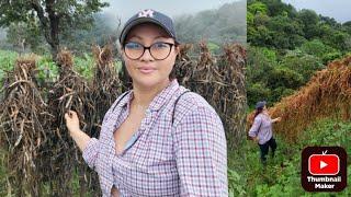 Cultivos De Frijol Totalmente Perdidos Por Las Lluvias!