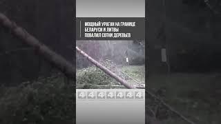 Мощный ураган на границе Беларуси и Литвы повалил сотни деревьев