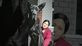 This dog is creating the new generation 754