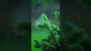 Heavy rainfall ️