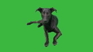 GREEN SCREEN DOG LAYING DOWN  ANIMATED HD | FREE TO USE GRAPHICS EFFECTS ANIMATION CHROMA KEY