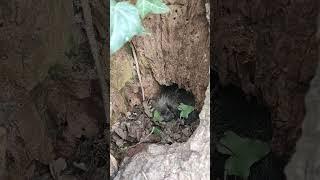 Hedgy the Hedgehog in our park #education #hedgehog #park #nature #cakovec