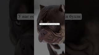 Американский булли щенки на продажу #puppy #dog #cute #americanbully