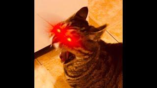 Zelcher editing stream