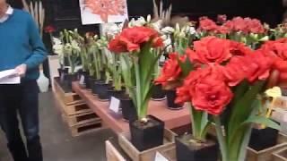 Amaryllis show 2020