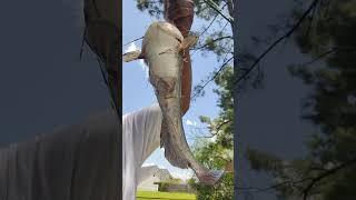Another Hungry-Cat Tackle banger #4 #fishing #fishing #freshwaterfish #lowcountry #catfish