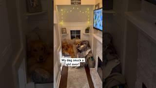 My dog snuck a girl over! #dog #goldenretriever