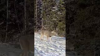 Massive Alberta Whitetails! Book Your 2025 Hunt Via FB or Instagram @hokoutfitters #whitetails