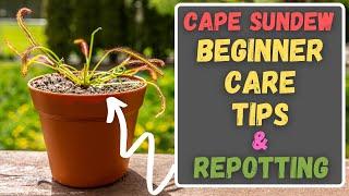 Cape Sundew Beginner Care Tips - How To Repot & Care For A Drosera Capensis!